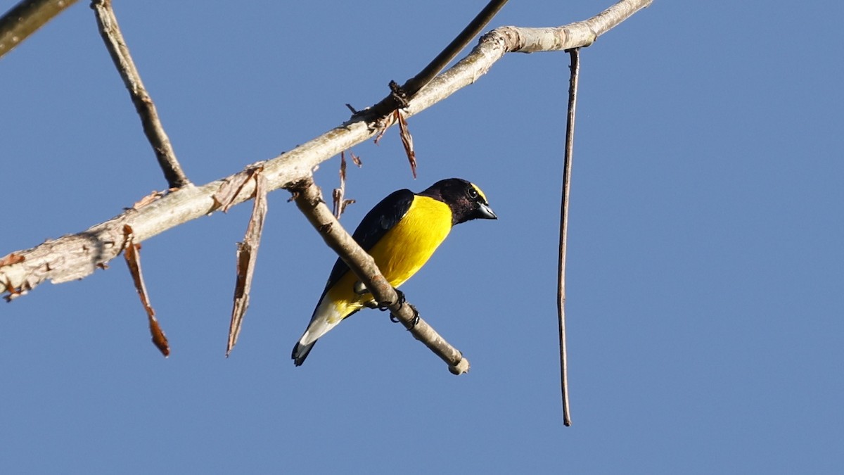 West Mexican Euphonia - ML627873498