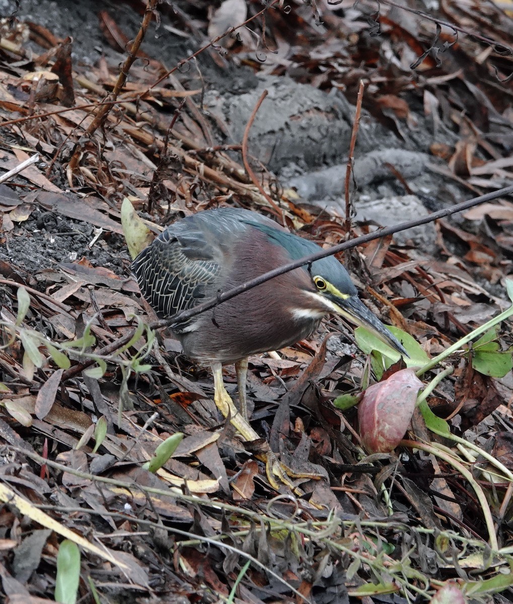 Green Heron - ML627873621