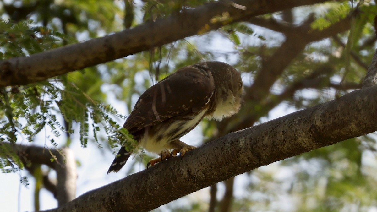 Colima Pygmy-Owl - ML627873735