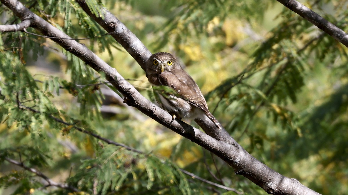 Colima Pygmy-Owl - ML627873736