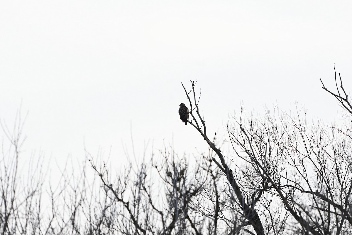 Red-shouldered Hawk - ML627873811