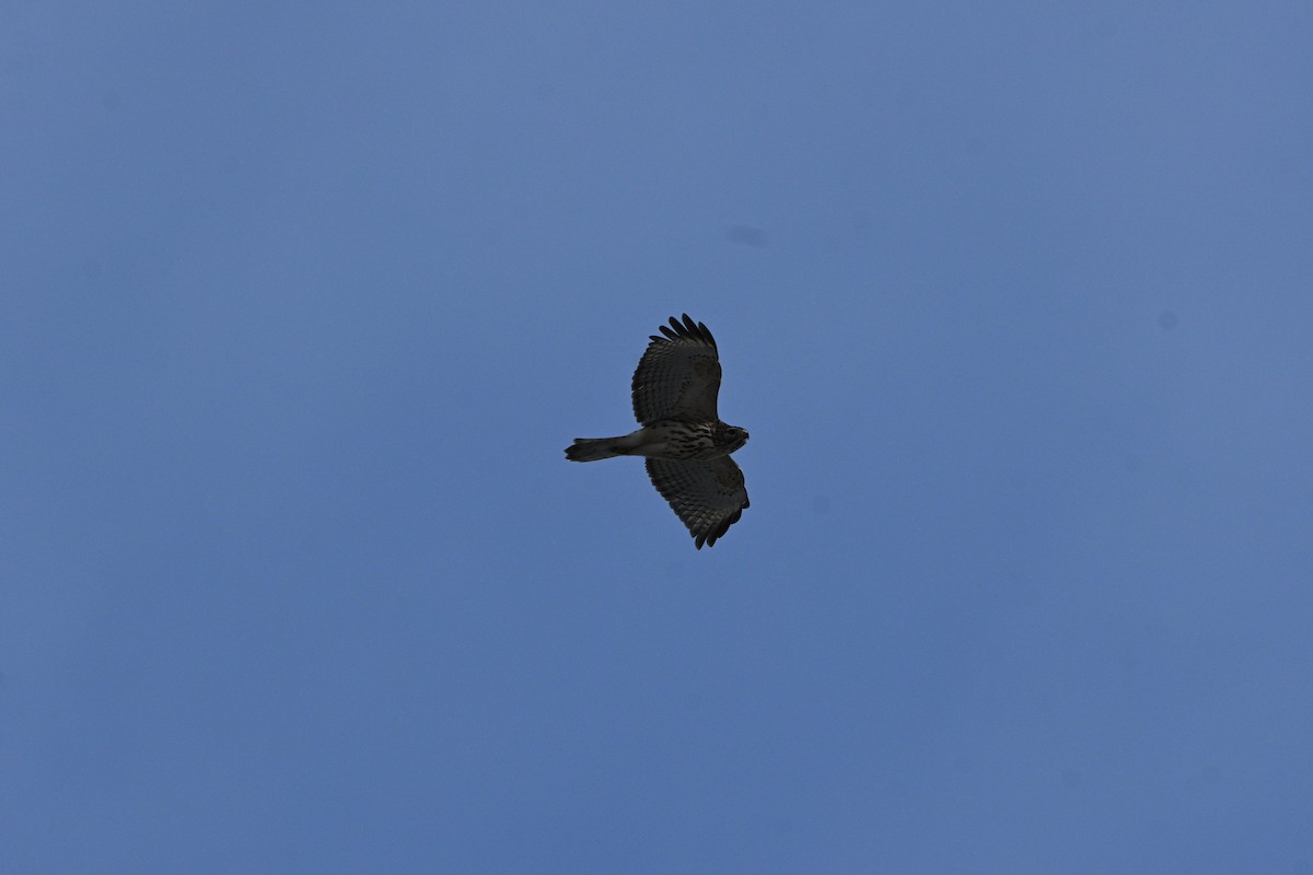 Red-shouldered Hawk - ML627873812
