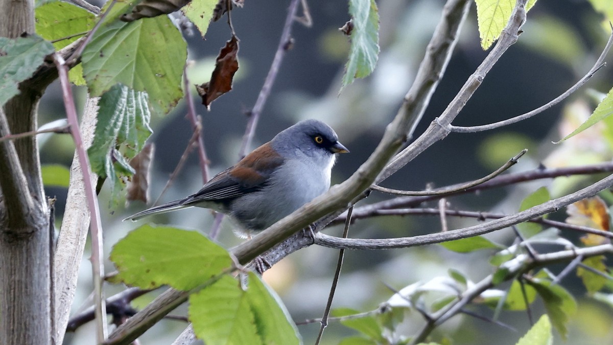 Yellow-eyed Junco - ML627873865