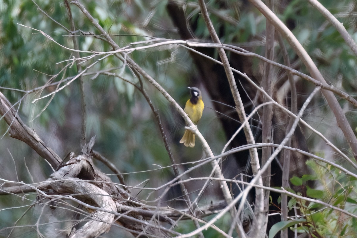 White-eared Honeyeater - ML627873914