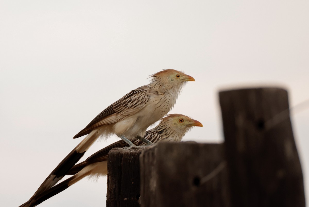 Guira Cuckoo - ML627873928