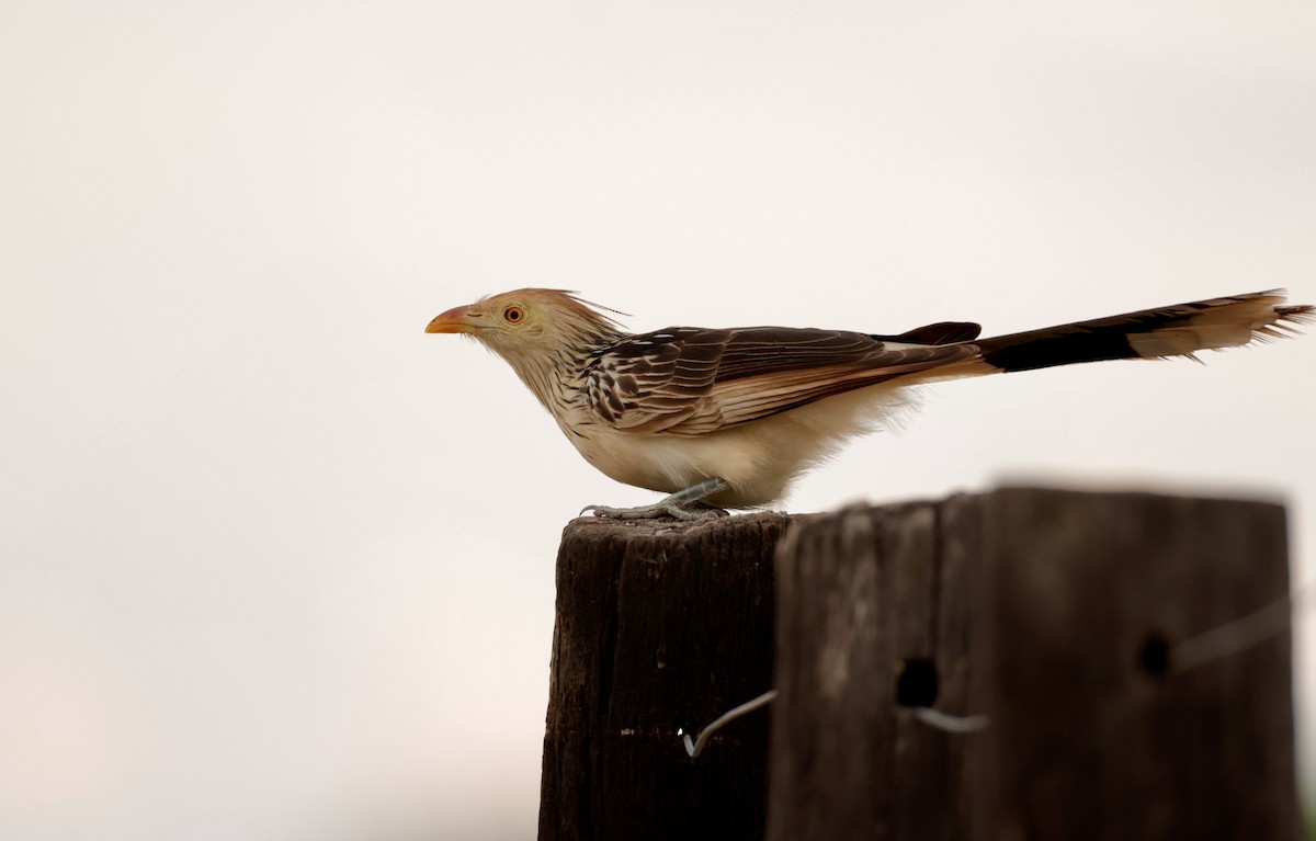 Guira Cuckoo - ML627873929