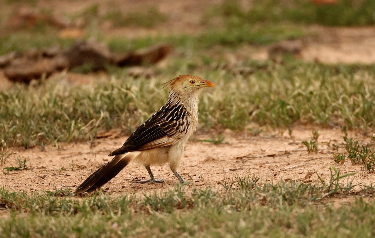 Guira Cuckoo - ML627873931