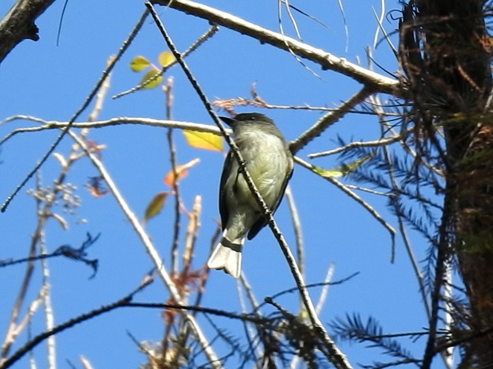 Eastern Phoebe - ML627873936