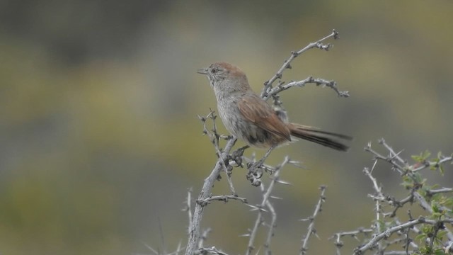 Patagonian Canastero - ML627873940