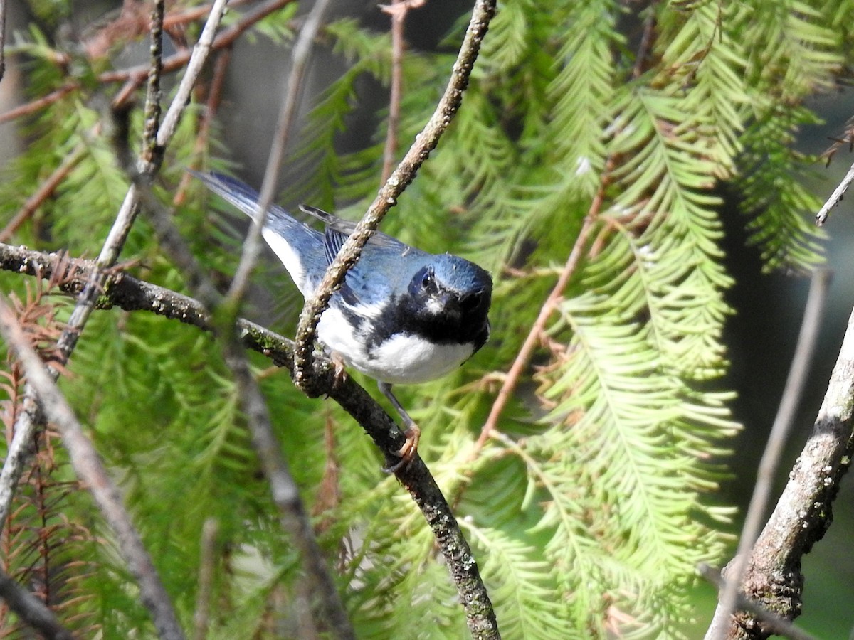 Black-throated Blue Warbler - ML627873996