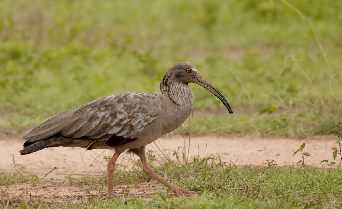 Plumbeous Ibis - ML627874002