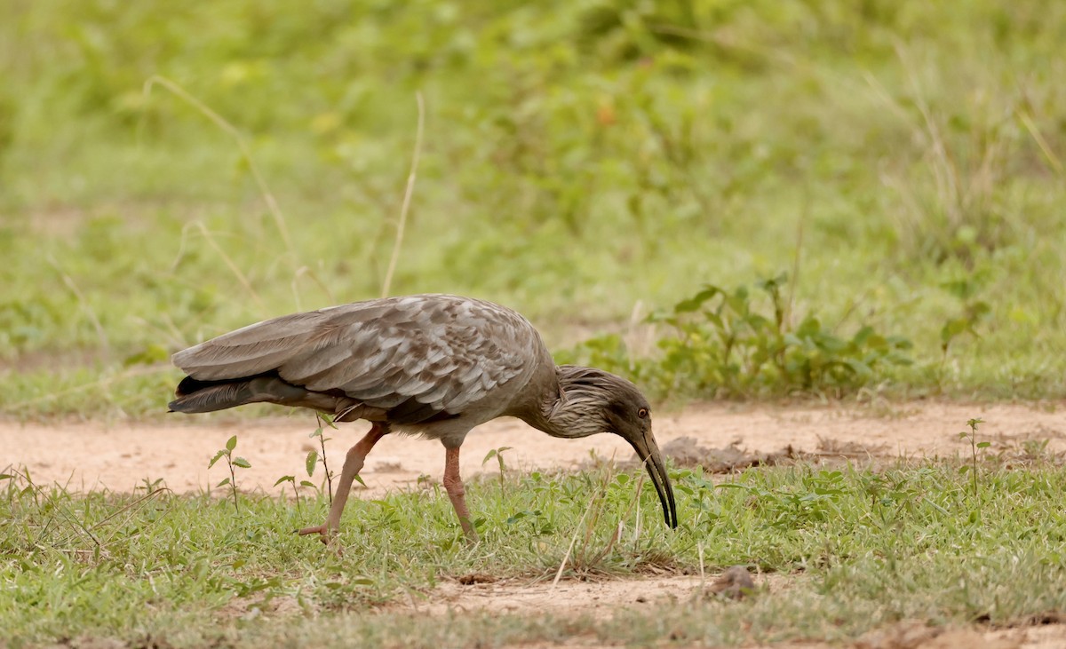 Plumbeous Ibis - ML627874003