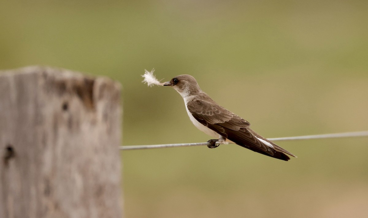 Brown-chested Martin - ML627874015