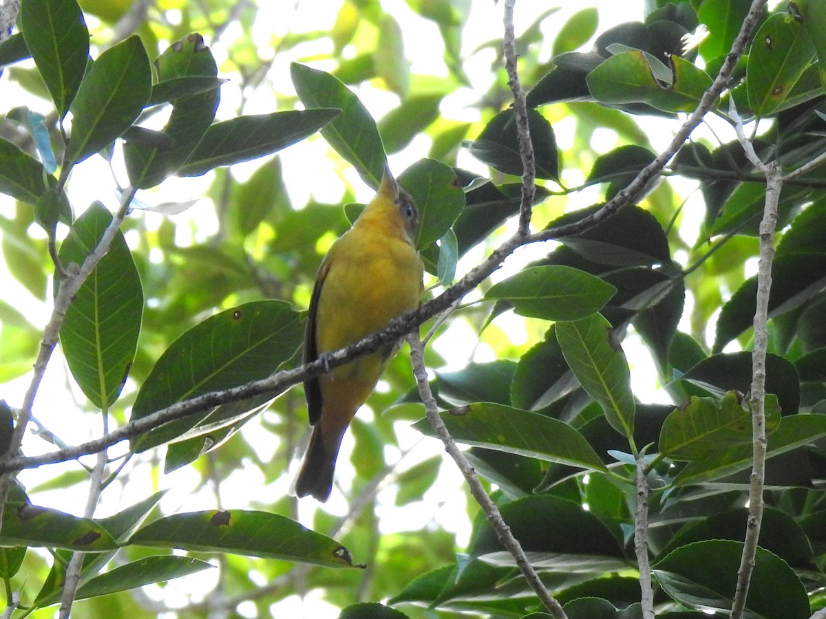 Summer Tanager - ML627874016