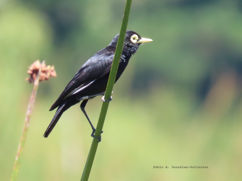 Spectacled Tyrant - ML627874032