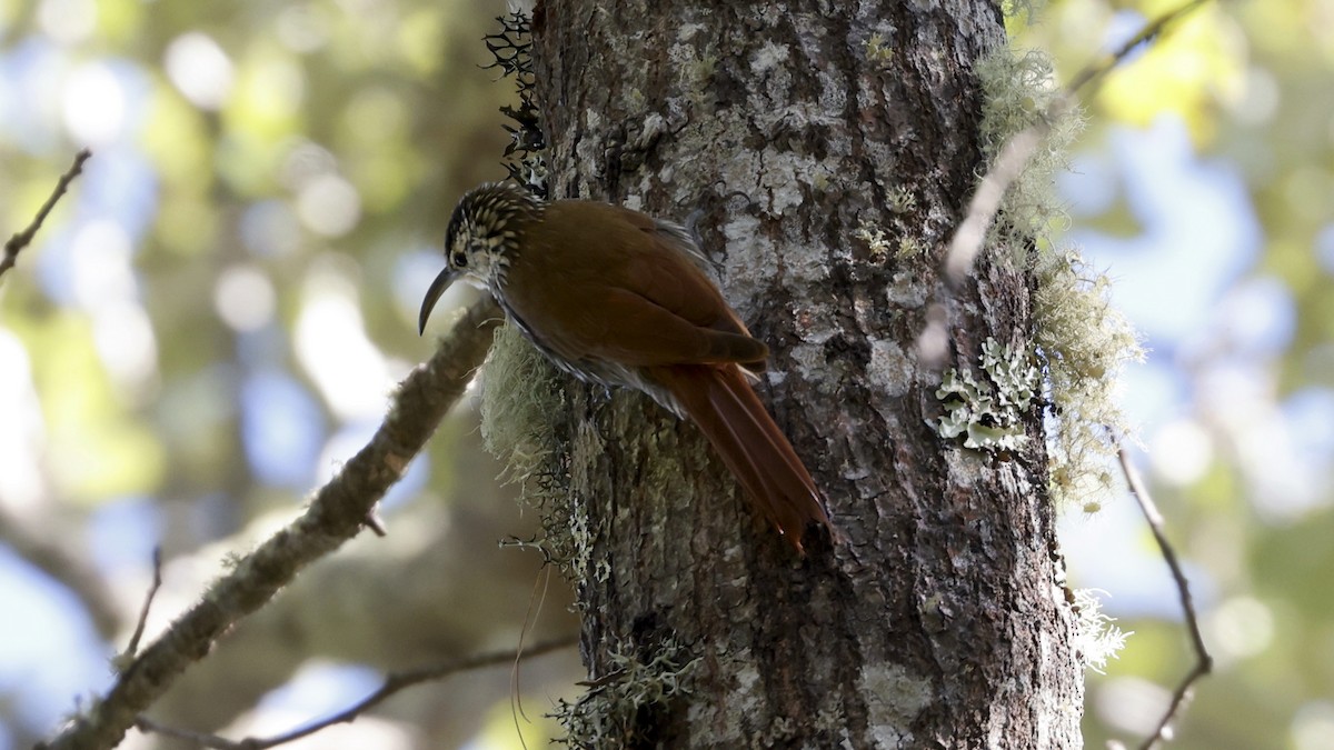 White-striped Woodcreeper - ML627874054