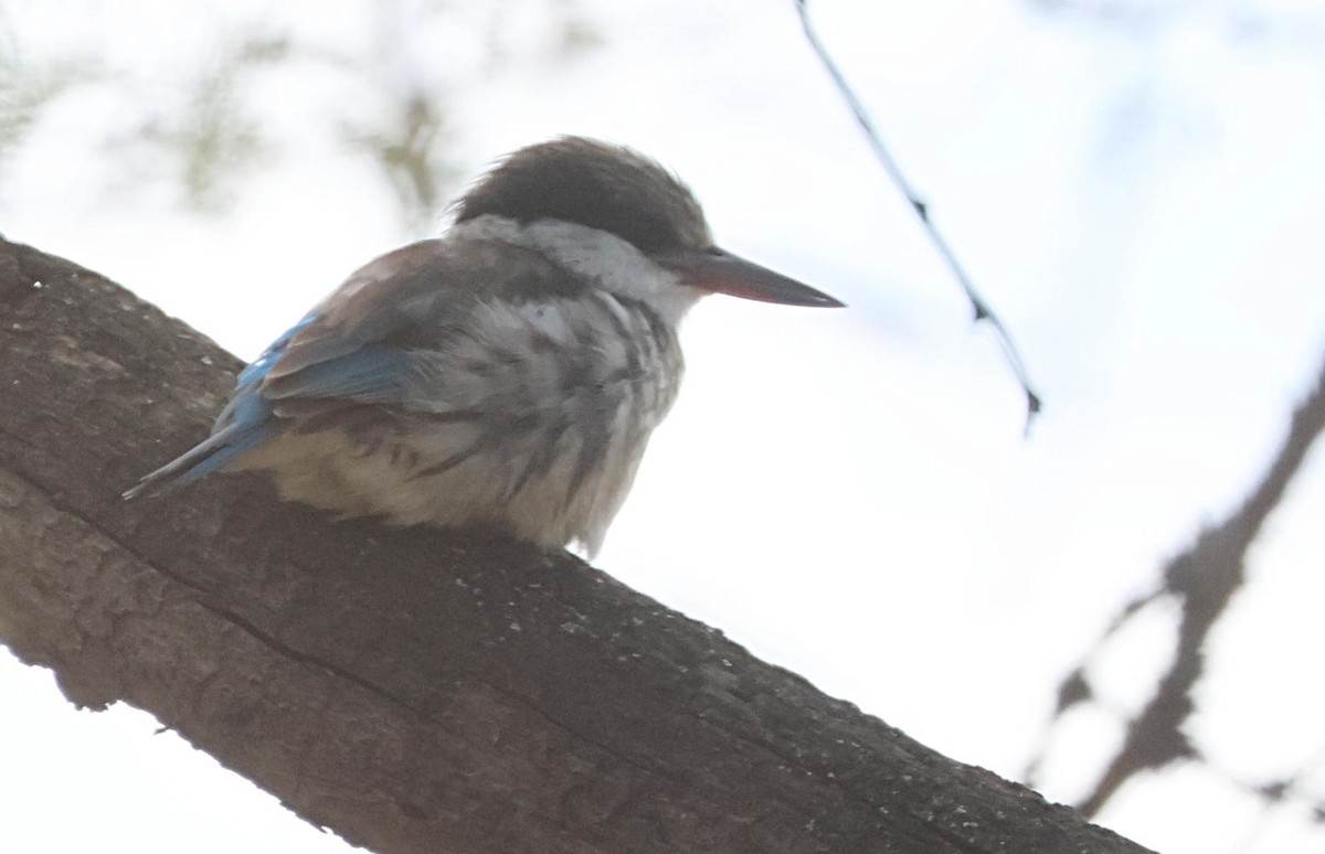 Striped Kingfisher - ML627874109