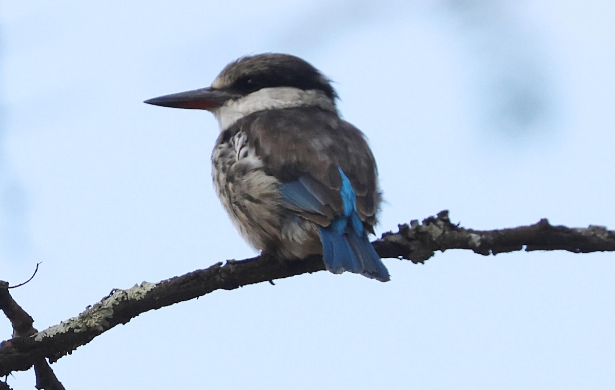 Striped Kingfisher - ML627874110