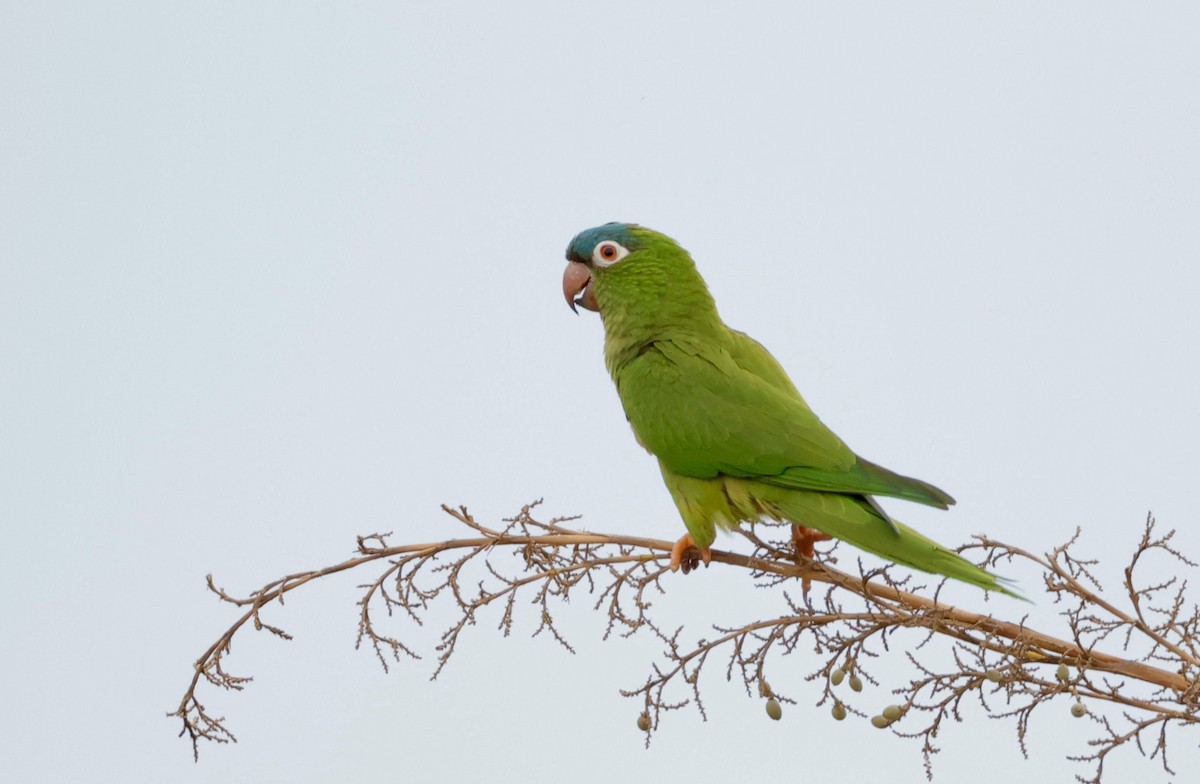 Blue-crowned Parakeet - ML627874136