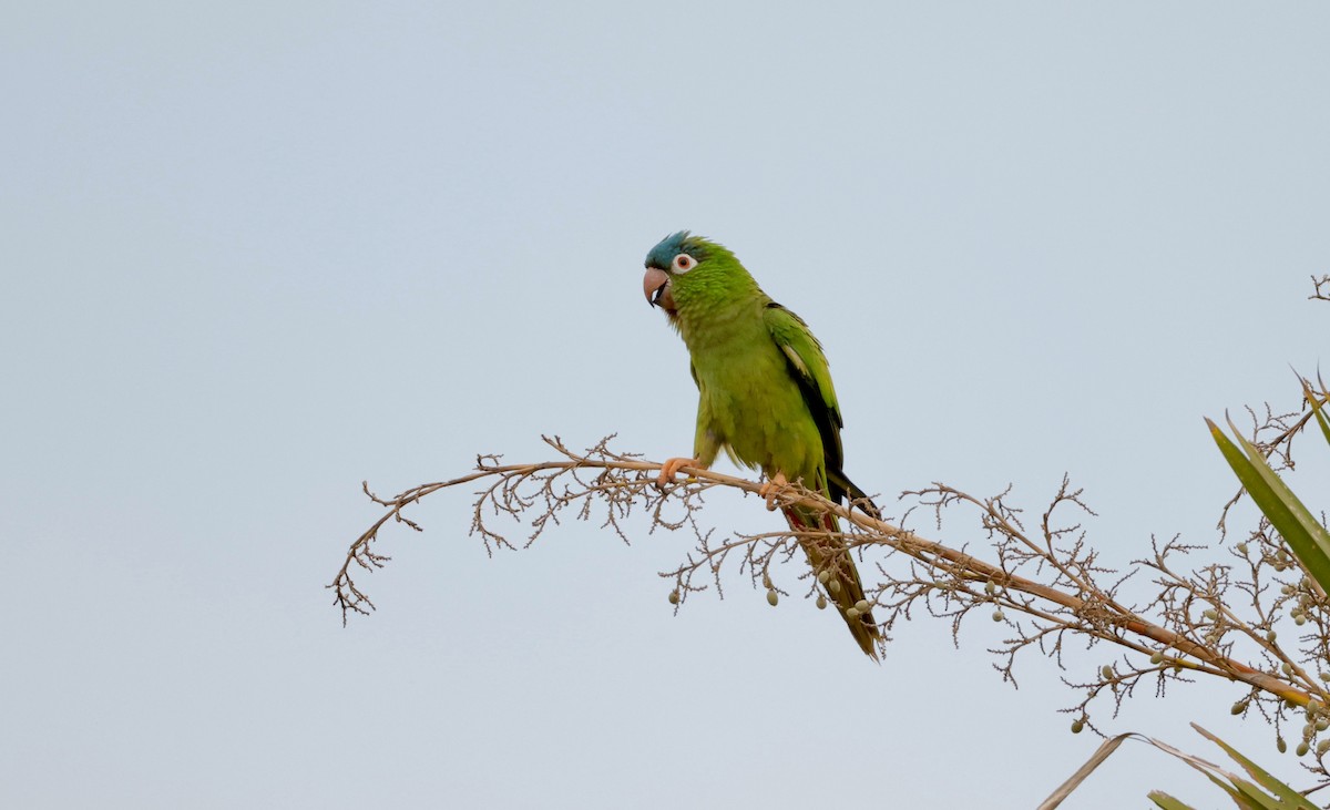 Blue-crowned Parakeet - ML627874137