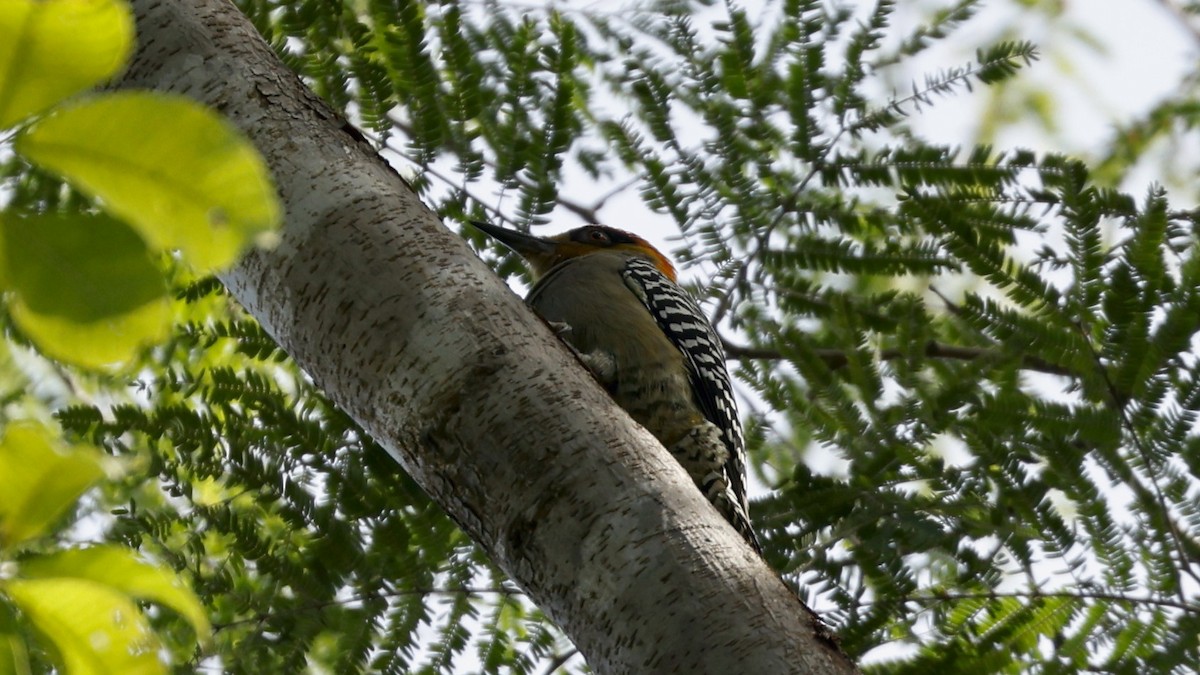 Golden-cheeked Woodpecker - ML627874173