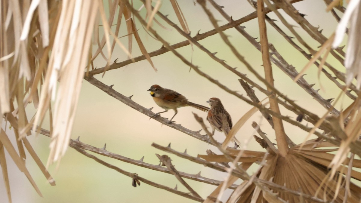 Chotoy Spinetail - ML627874310