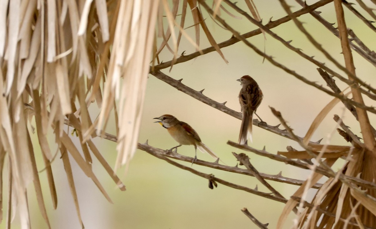 Chotoy Spinetail - ML627874311