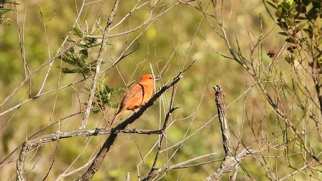 Hepatic Tanager - ML627874362