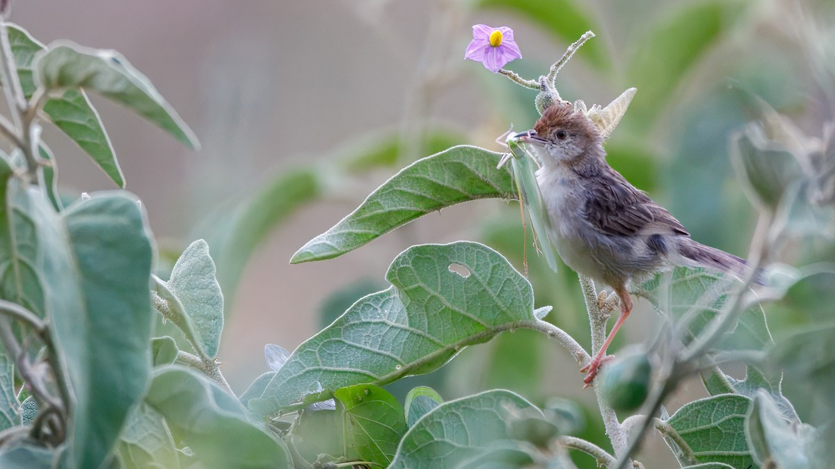Rattling Cisticola - ML627874407