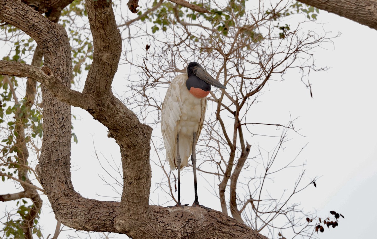 Jabiru - ML627874426