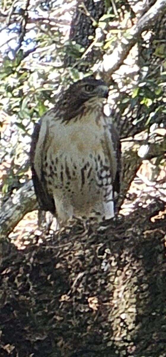 Red-tailed Hawk - ML627874436