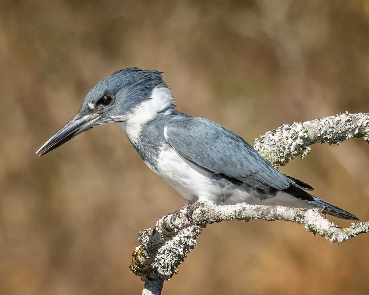 Belted Kingfisher - ML627874509