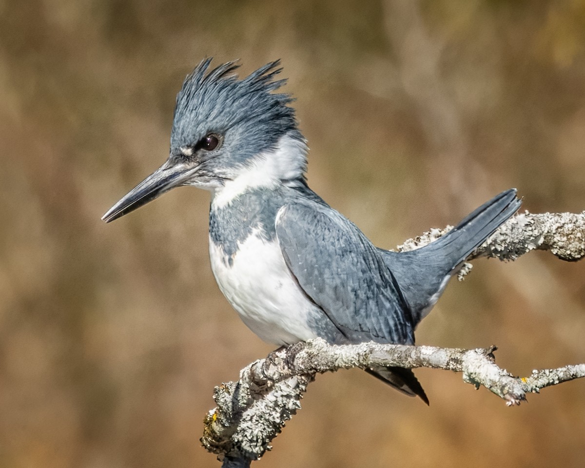 Belted Kingfisher - ML627874510