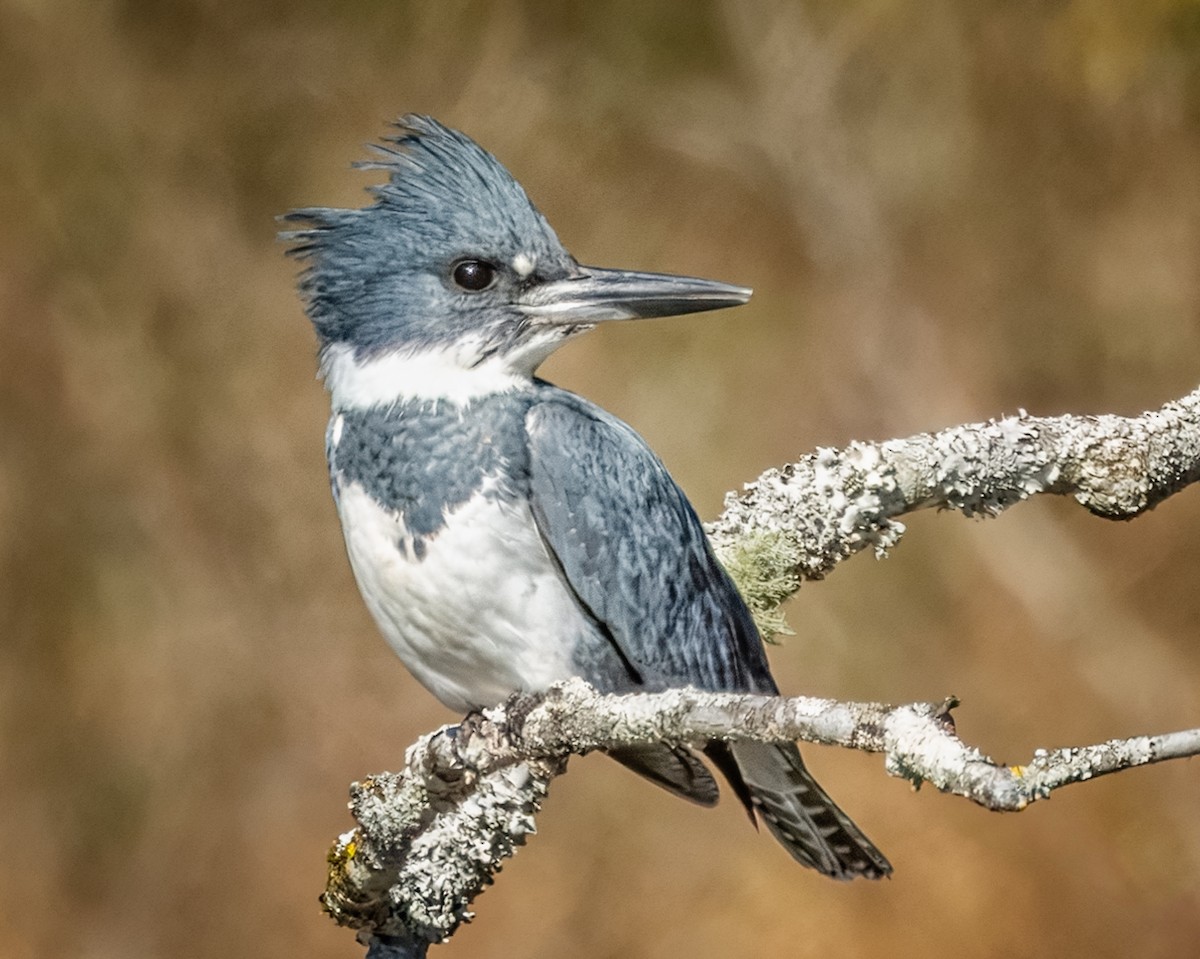 Belted Kingfisher - ML627874511