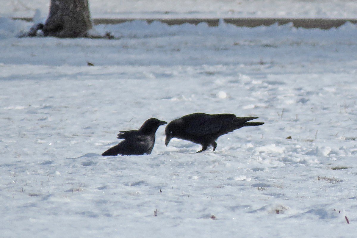 American Crow - ML627874561