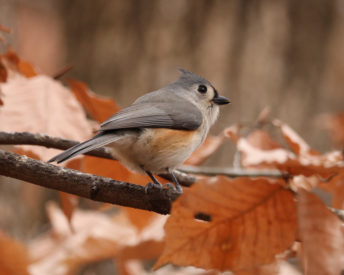 Tufted Titmouse - ML627874681