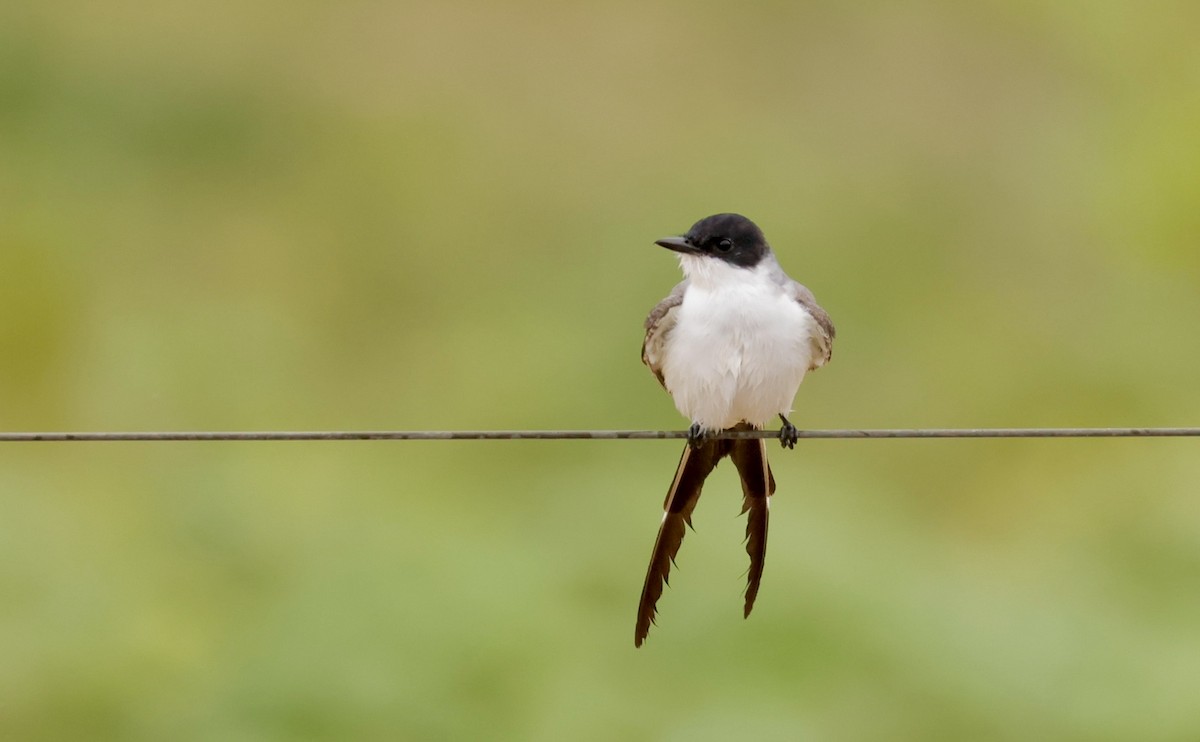 Fork-tailed Flycatcher - ML627874702