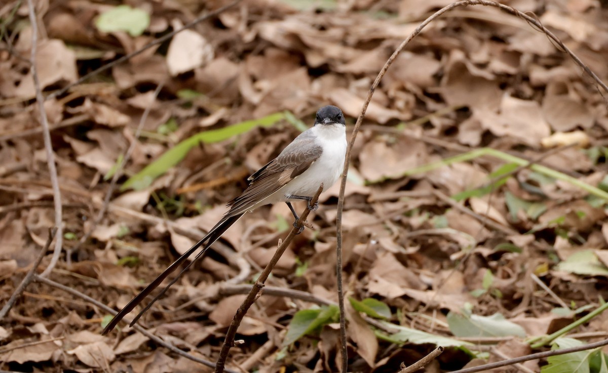 Fork-tailed Flycatcher - ML627874703