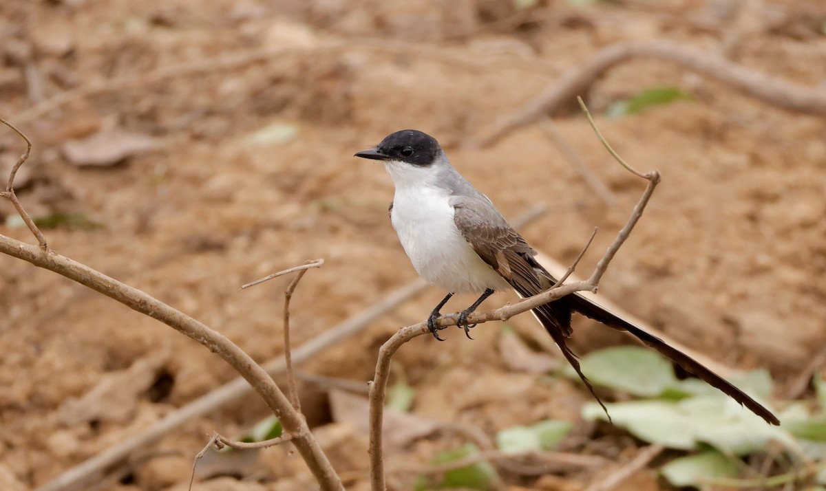 Fork-tailed Flycatcher - ML627874704