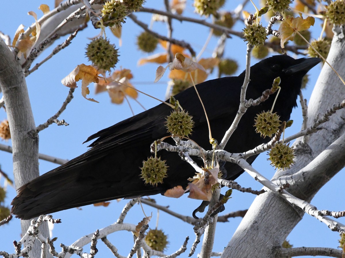 American Crow - ML627874729