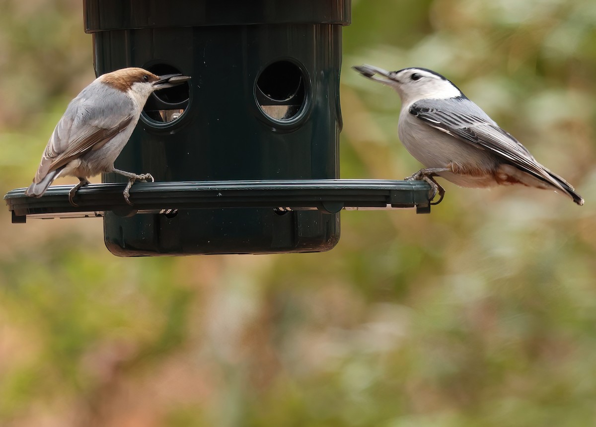 White-breasted Nuthatch - ML627874733