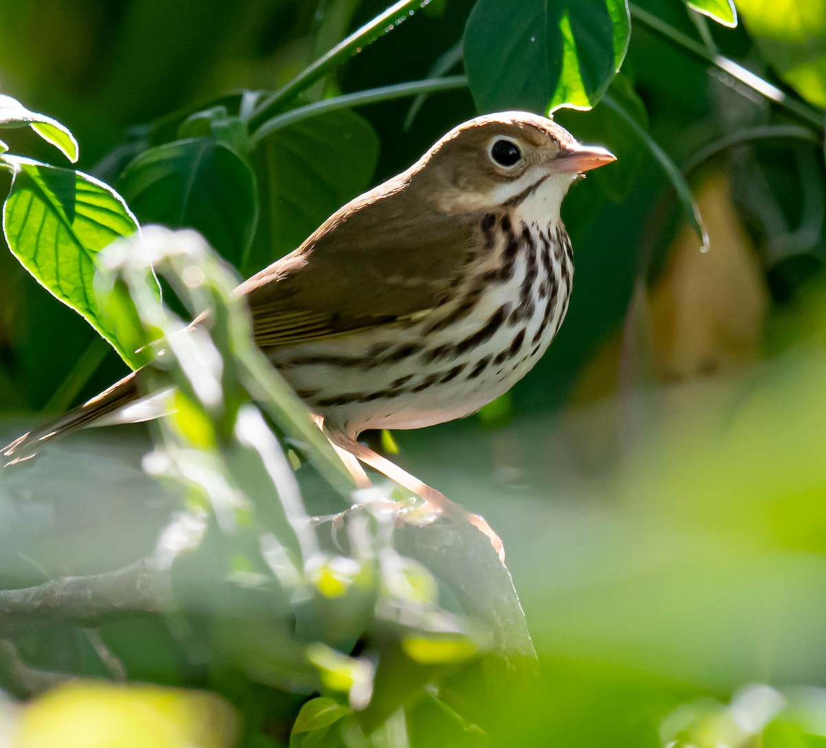 Ovenbird - ML627874734