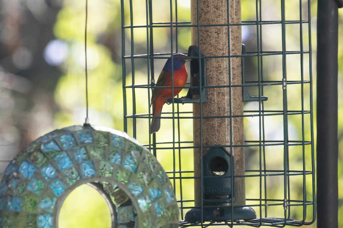 Painted Bunting - ML627874815