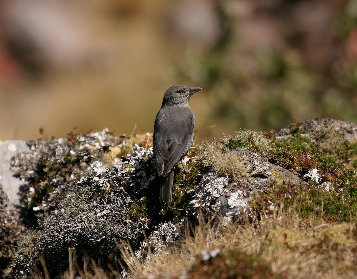Boulder Finch - ML627874820