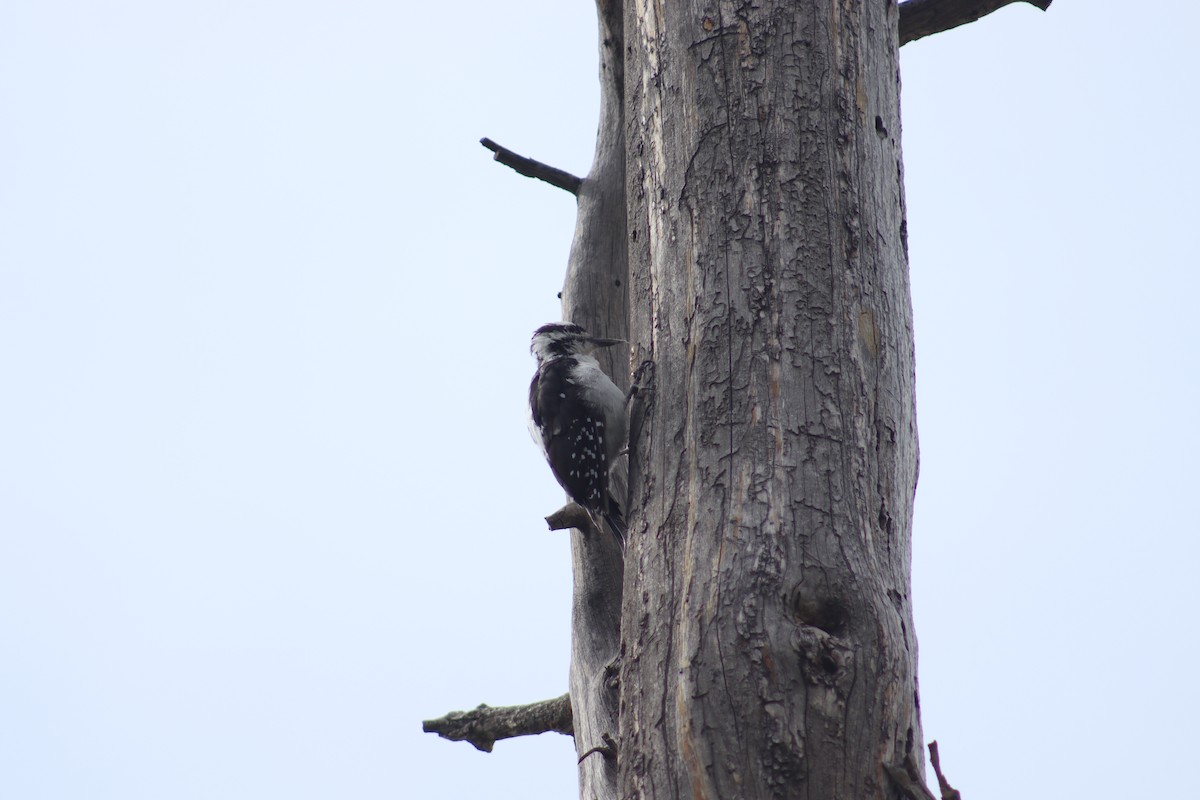Hairy Woodpecker - ML627874843