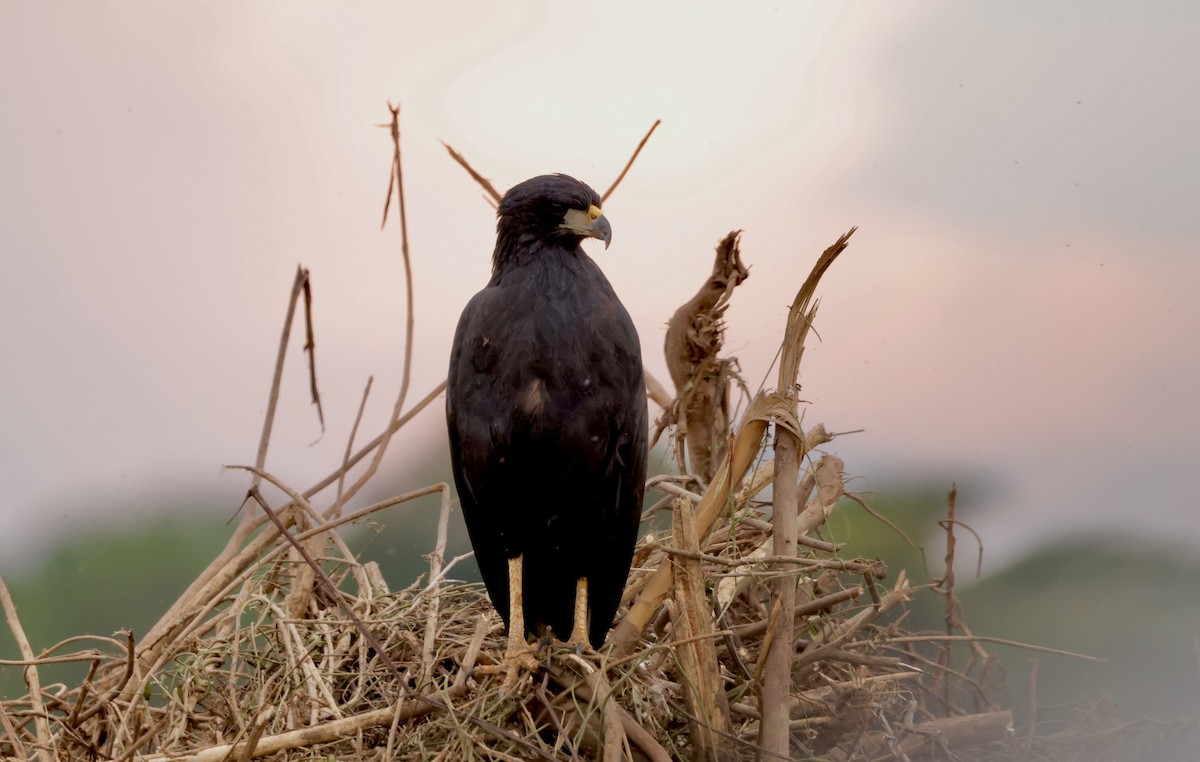 Great Black Hawk (Southern) - ML627874872