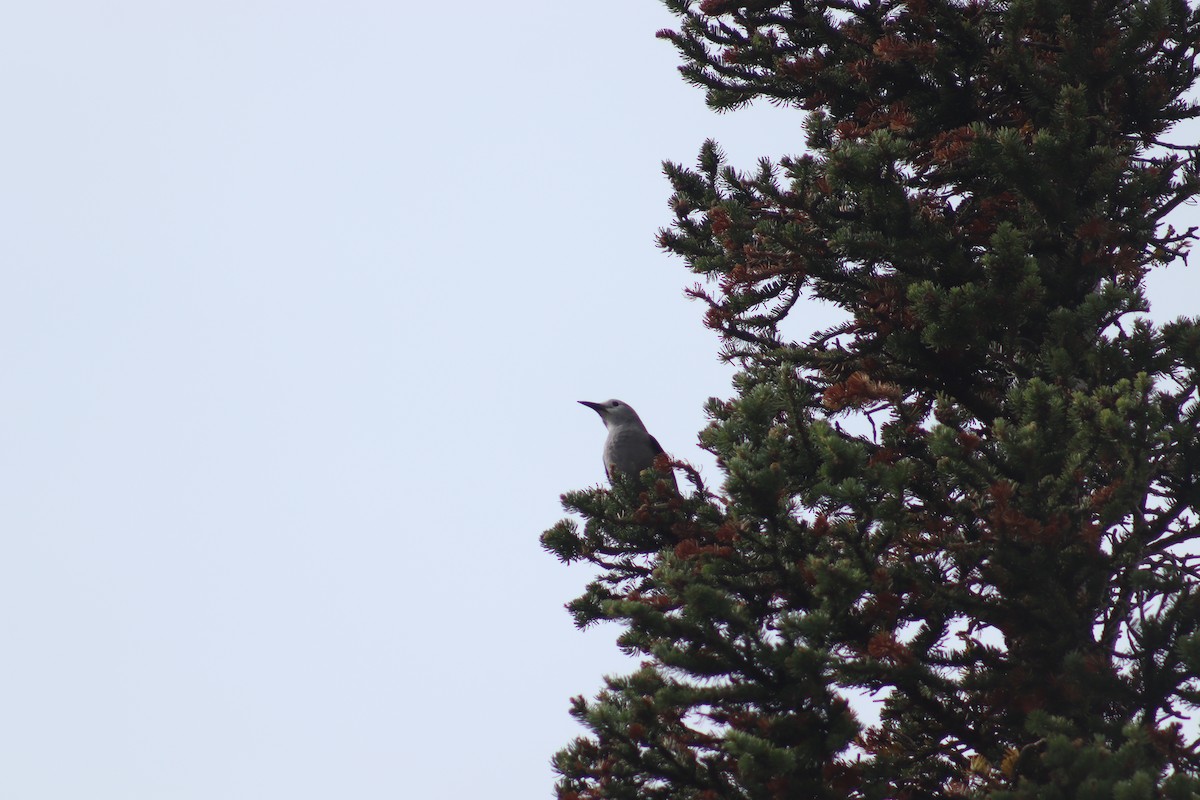 Clark's Nutcracker - ML627874876