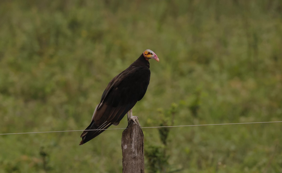 Lesser Yellow-headed Vulture - ML627874878