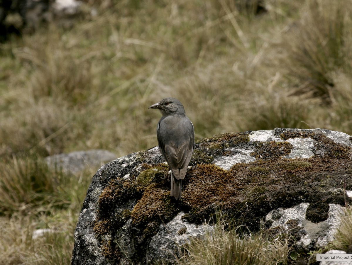 Boulder Finch - ML627874887