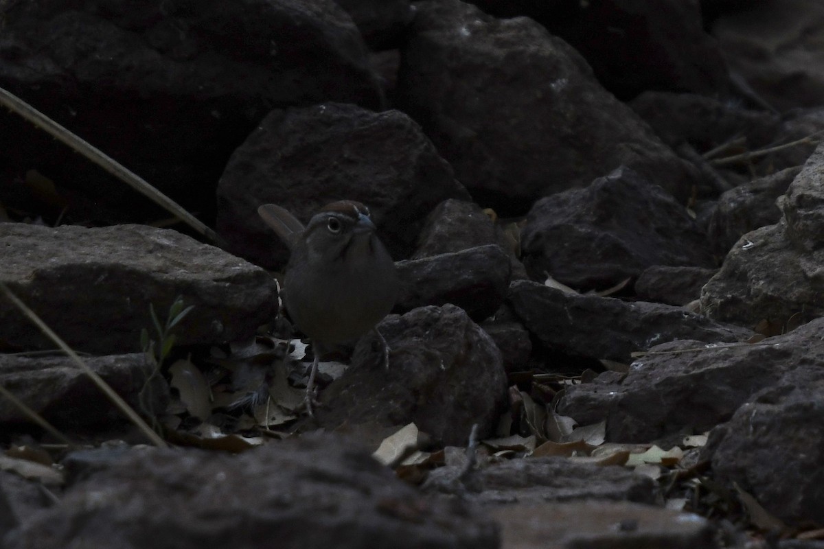 Rufous-crowned Sparrow - ML627874899